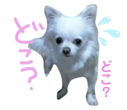 260481521