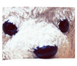 26076809