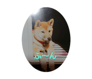 260921903