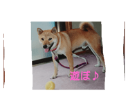 260921909
