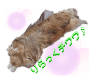 262439537