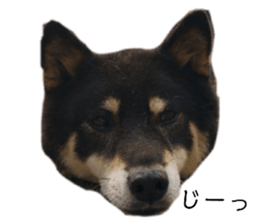 262636717