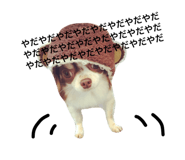 26296812