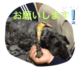 263033684