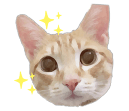 263082532