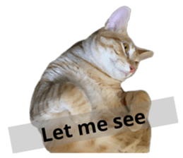 263082535