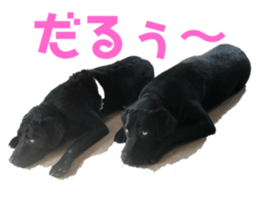 263135764