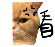 26321363