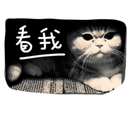 26321364