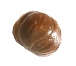 263383868