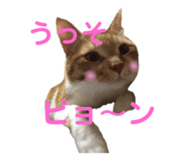 263630056