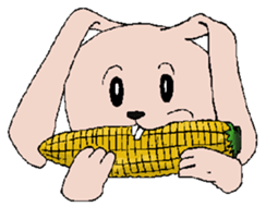2637646