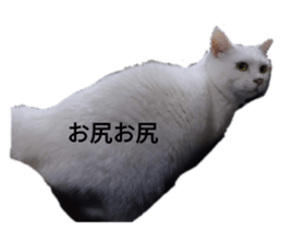 264160516