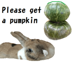 26451837