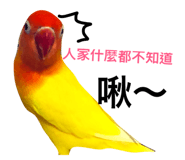26485169
