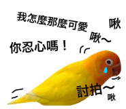 26485171