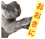 265234288