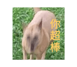 265467275