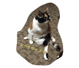 26611253