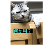 268402816