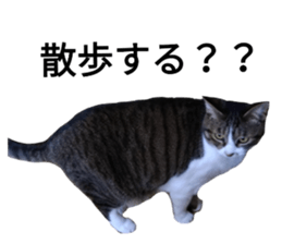 27058204