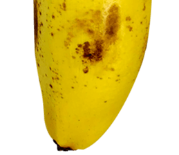 270671450