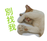 27087202