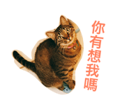 27087205