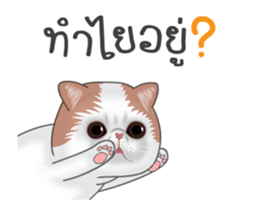 27091076