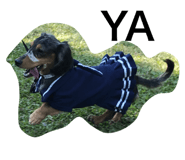27096035