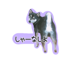 271083909
