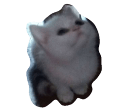 271641810