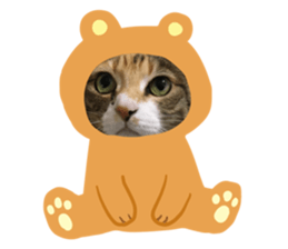 272114570