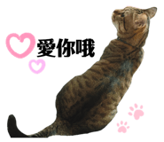 272232317