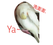 27229516