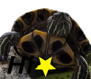 272347967