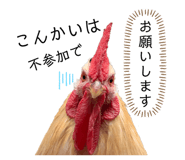 272515214