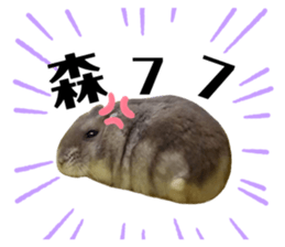 272539077