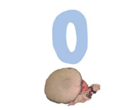 272544729