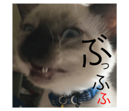 272562871