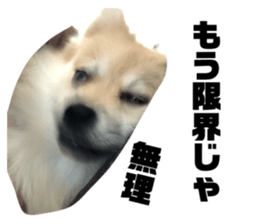 272632787