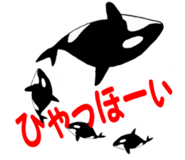 273067