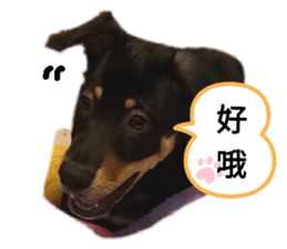 273114991