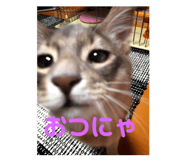 273176188