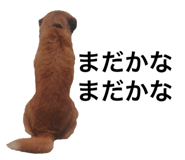 27336511