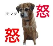 27336513