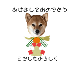 273386954