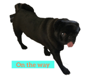 273425256