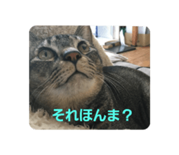 273453432