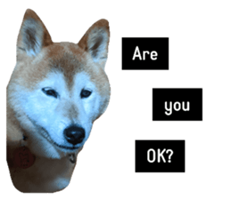 273556594